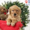 Image of Samantha, a Golden Retriever puppy