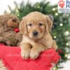 Image of Samantha, a Golden Retriever puppy