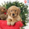 Image of Samantha, a Golden Retriever puppy