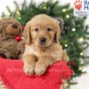 Image of Samantha, a Golden Retriever puppy