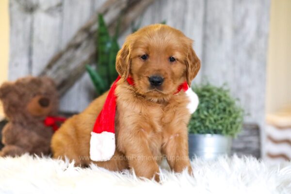 Image of Snoopy, a Golden Retriever puppy