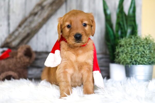 Image of Sugar, a Golden Retriever puppy