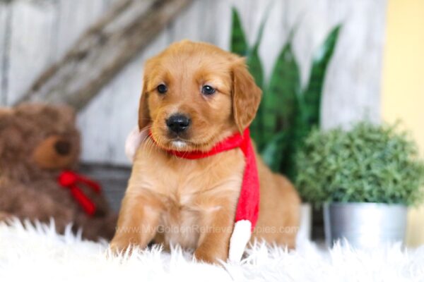 Image of Sully, a Golden Retriever puppy