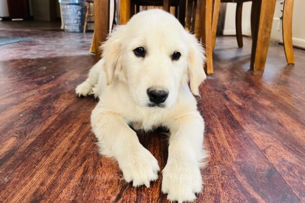 Image of Georgia, a Golden Retriever puppy