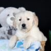 Image of Alex (trained), a Golden Retriever puppy