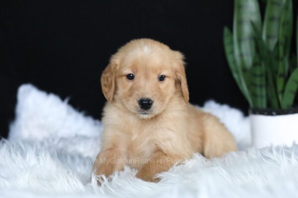 Image of Alice, a Golden Retriever puppy