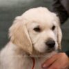 Image of Caspian, a Golden Retriever puppy