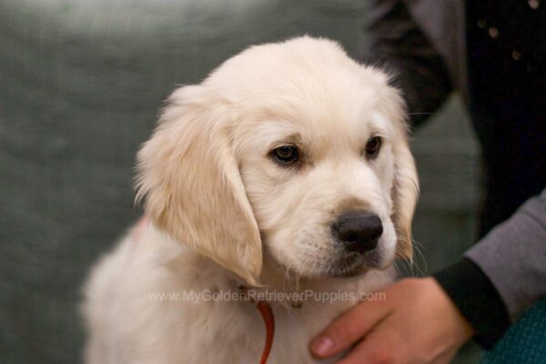 Image of Caspian, a Golden Retriever puppy