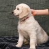 Image of Caspian, a Golden Retriever puppy