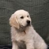 Image of Caspian, a Golden Retriever puppy