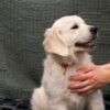 Image of Caspian, a Golden Retriever puppy