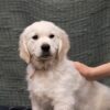 Image of Caspian, a Golden Retriever puppy