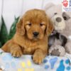 Image of Darla (trained), a Golden Retriever puppy