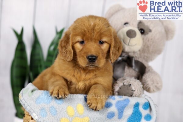 Image of Darla (trained), a Golden Retriever puppy
