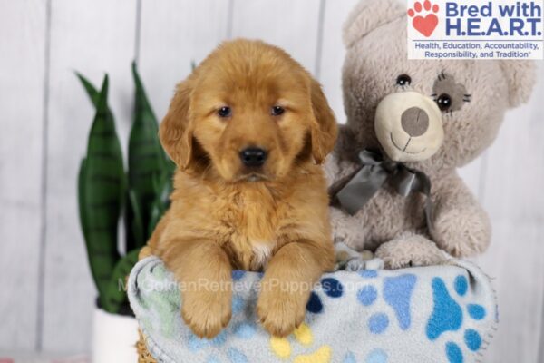 Image of Dover (trained), a Golden Retriever puppy