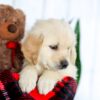 Image of Hunter, a Golden Retriever puppy