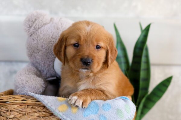 Image of Indy, a Golden Retriever puppy