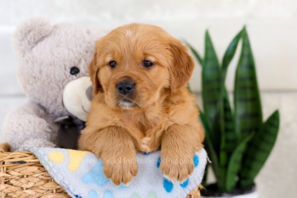 Image of Ivy, a Golden Retriever puppy