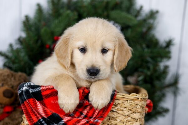 Image of Jagger, a Golden Retriever puppy