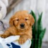 Image of Karla, a Golden Retriever puppy
