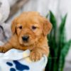 Image of Karla, a Golden Retriever puppy