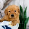 Image of Karla, a Golden Retriever puppy