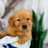 Image of Karla, a Golden Retriever puppy