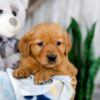 Image of Karla, a Golden Retriever puppy