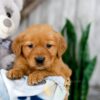 Image of Karla, a Golden Retriever puppy