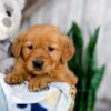 Image of Karla, a Golden Retriever puppy