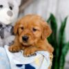 Image of Karla, a Golden Retriever puppy