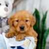Image of Karla, a Golden Retriever puppy