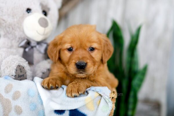 Image of Karla, a Golden Retriever puppy