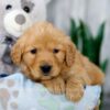 Image of King, a Golden Retriever puppy
