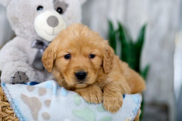 Image of King, a Golden Retriever puppy