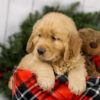 Image of Mason, a Golden Retriever puppy