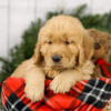 Image of Mason, a Golden Retriever puppy