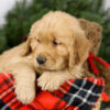 Image of Mason, a Golden Retriever puppy