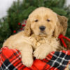 Image of Mason, a Golden Retriever puppy