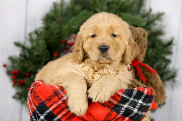 Image of Mason, a Golden Retriever puppy