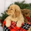 Image of Mason, a Golden Retriever puppy