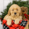 Image of Mason, a Golden Retriever puppy