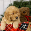 Image of Mason, a Golden Retriever puppy