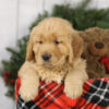 Image of Mason, a Golden Retriever puppy