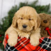 Image of Mason, a Golden Retriever puppy