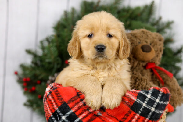 Image of Molly, a Golden Retriever puppy