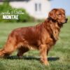Image of Red Golden - Aug. 26, a Golden Retriever puppy