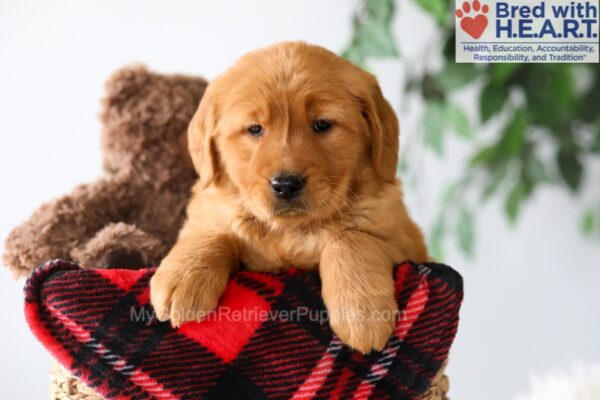 Image of Payton, a Golden Retriever puppy