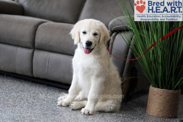 Image of Quade (trained), a Golden Retriever puppy
