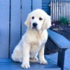 Image of Tammie, a Golden Retriever puppy